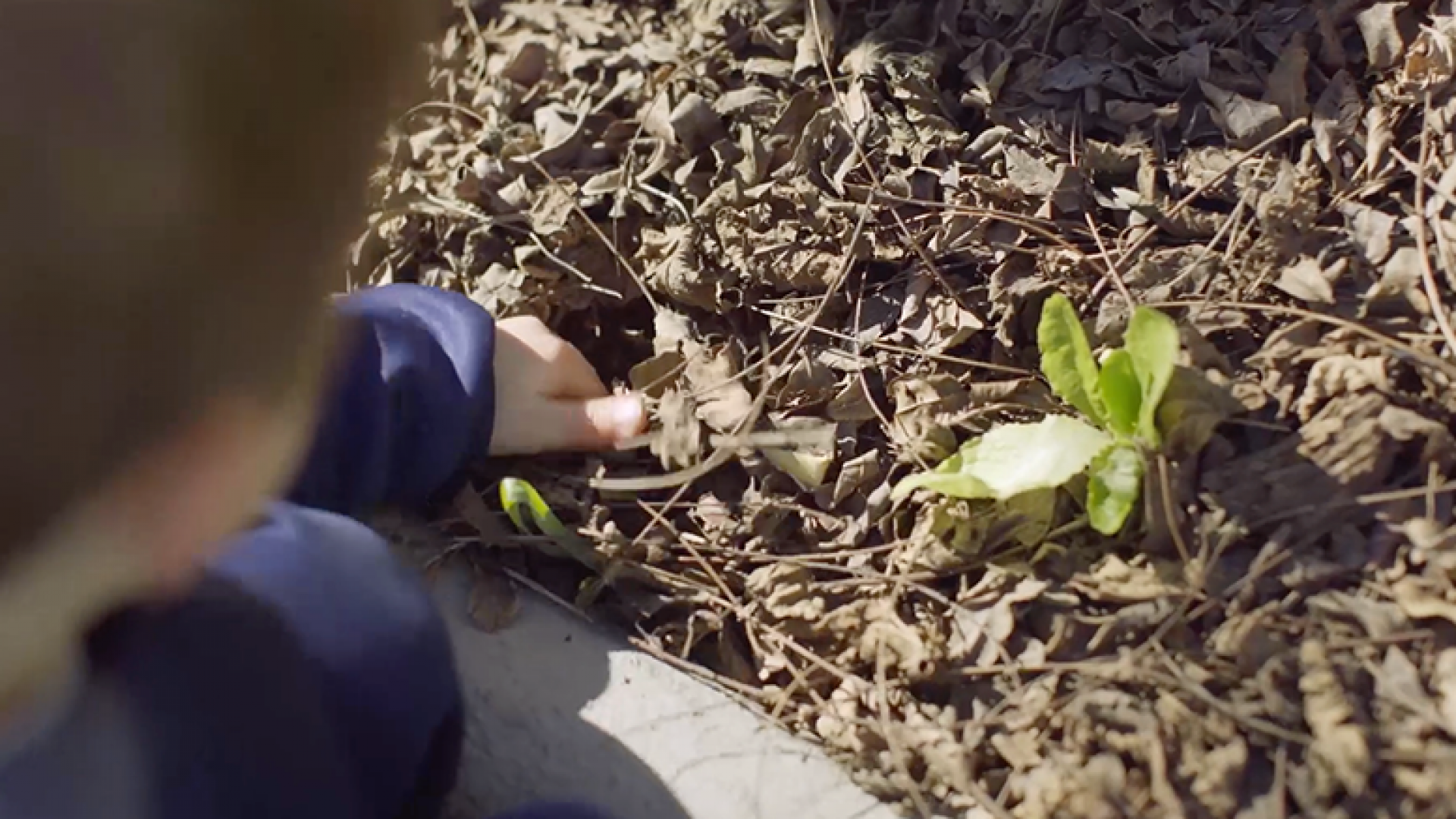 plantando_nas_escolas_3